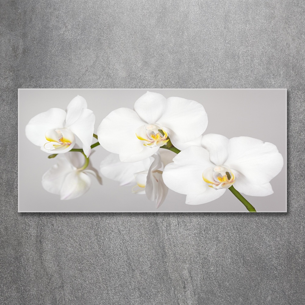 Acrylic print Orchid