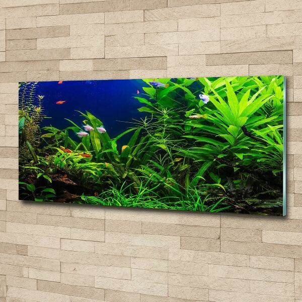 Acrylic wall art Fish in the aquarium