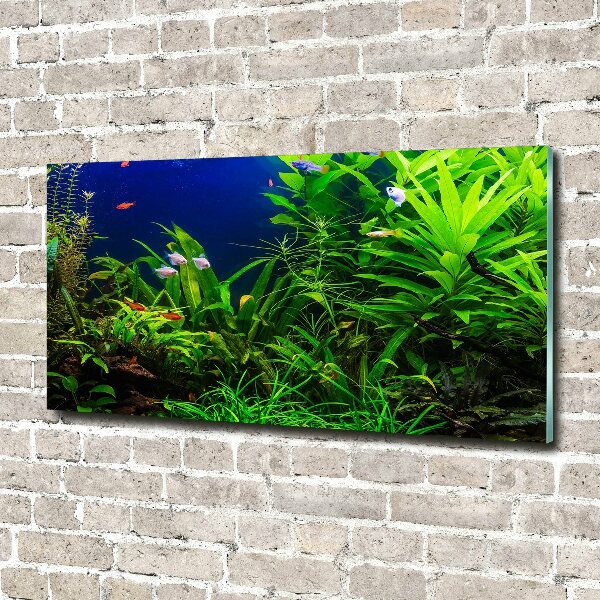 Acrylic wall art Fish in the aquarium