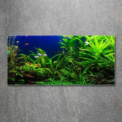 Acrylic wall art Fish in the aquarium