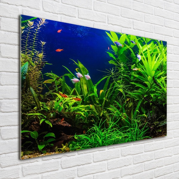 Acrylic wall art Fish in the aquarium