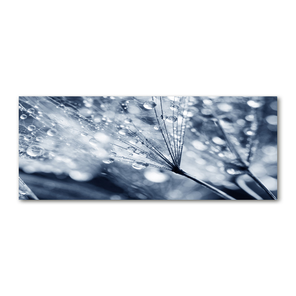 Acrylic print Dandelion seeds