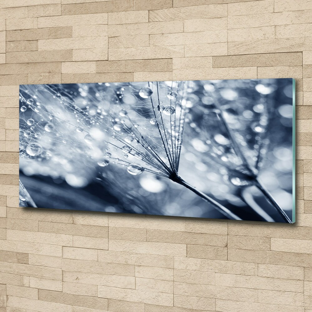 Acrylic print Dandelion seeds