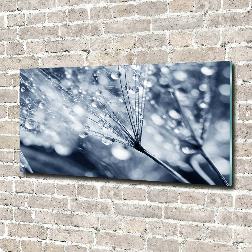 Acrylic print Dandelion seeds