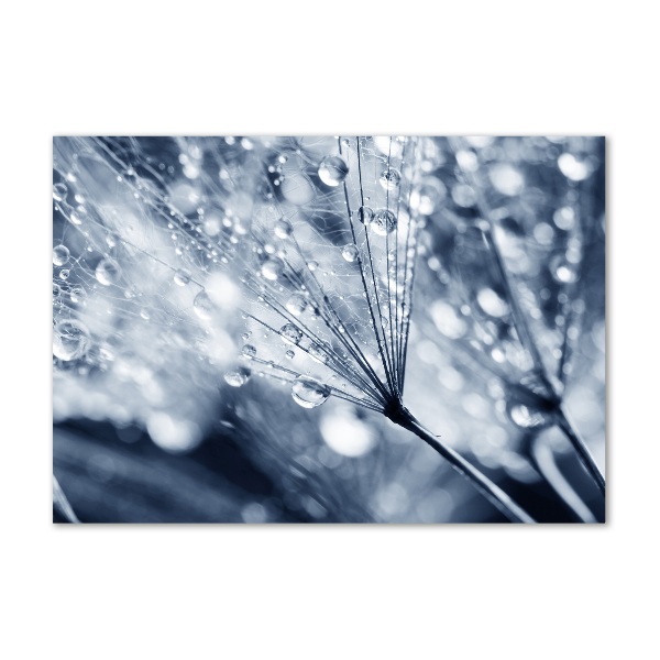 Acrylic print Dandelion seeds