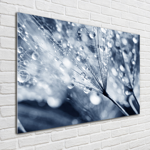 Acrylic print Dandelion seeds