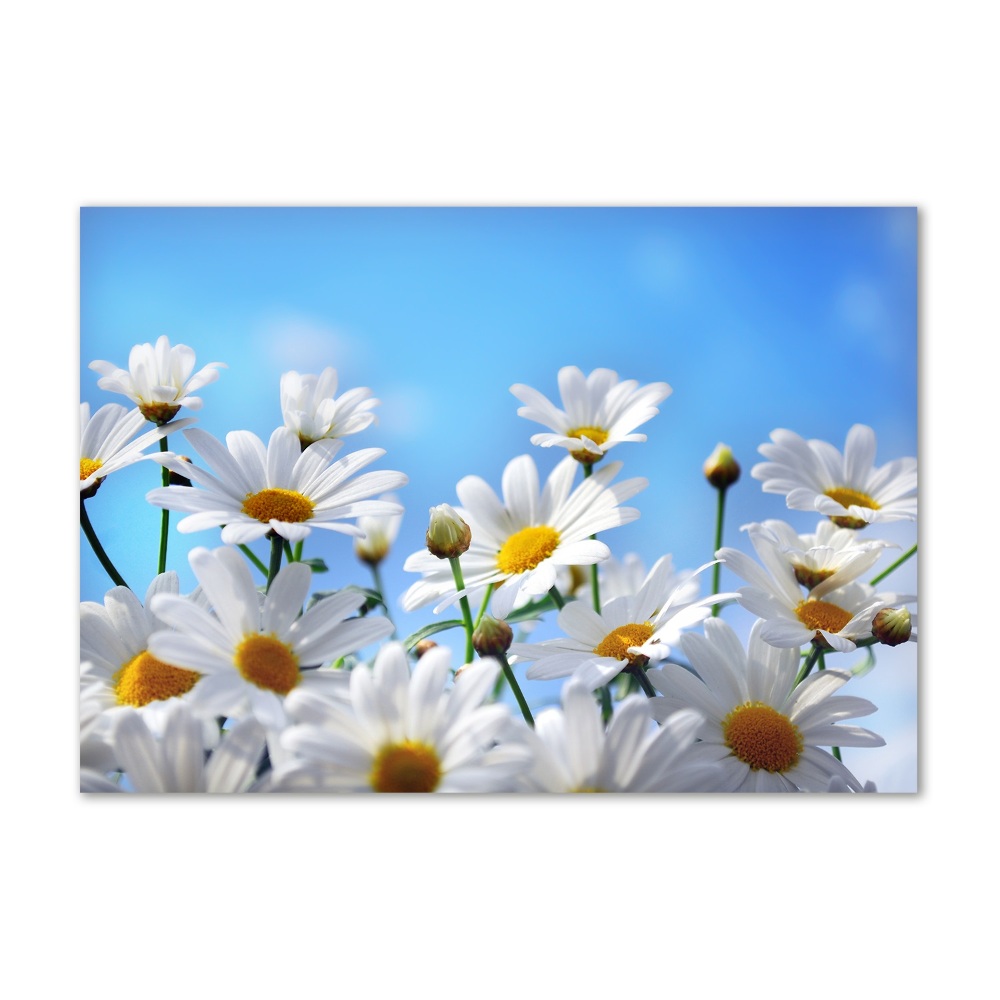 Glass acrylic wall art Daisy