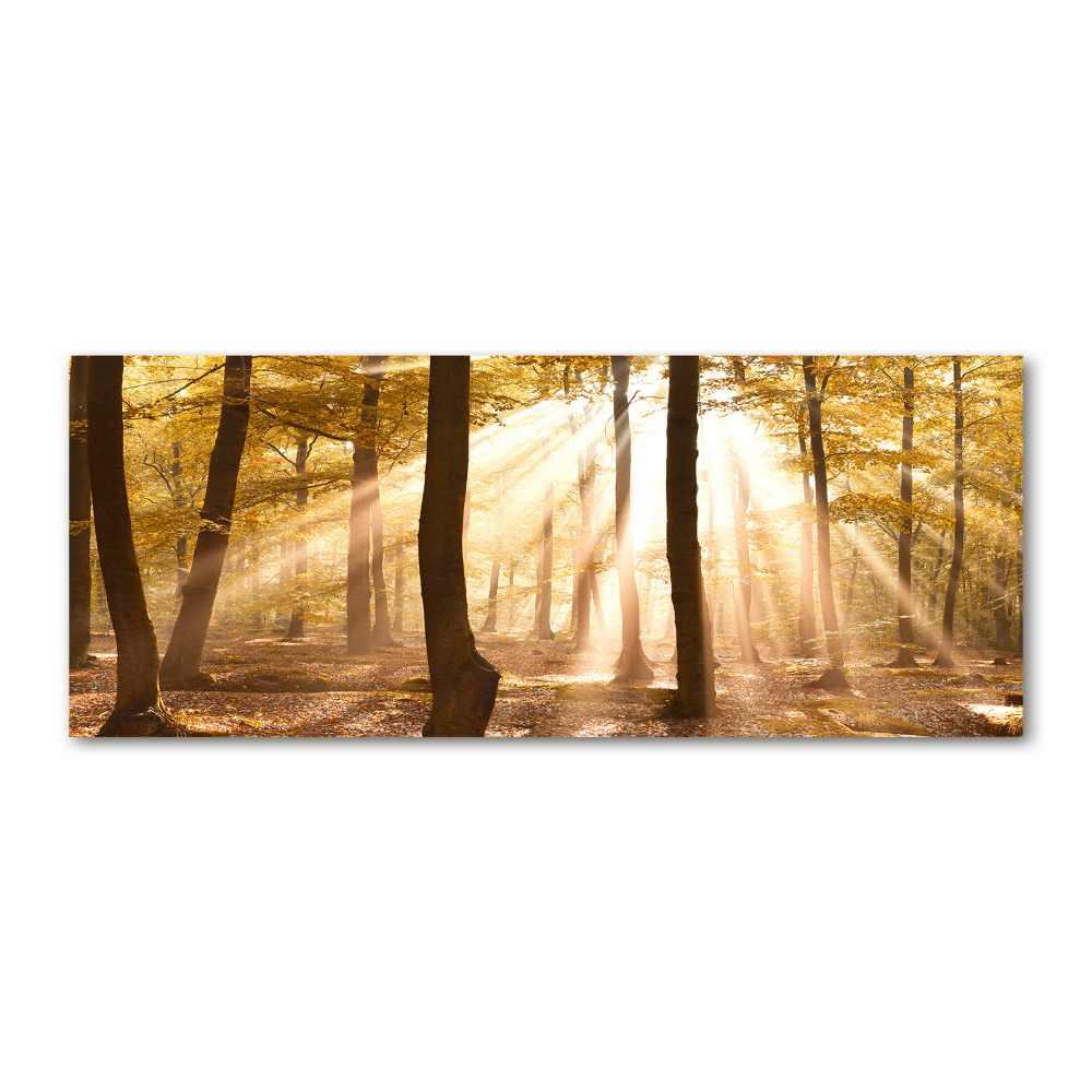 Acrylic print Forest in autumn