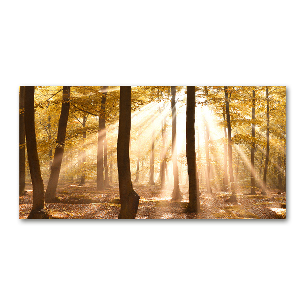 Acrylic print Forest in autumn