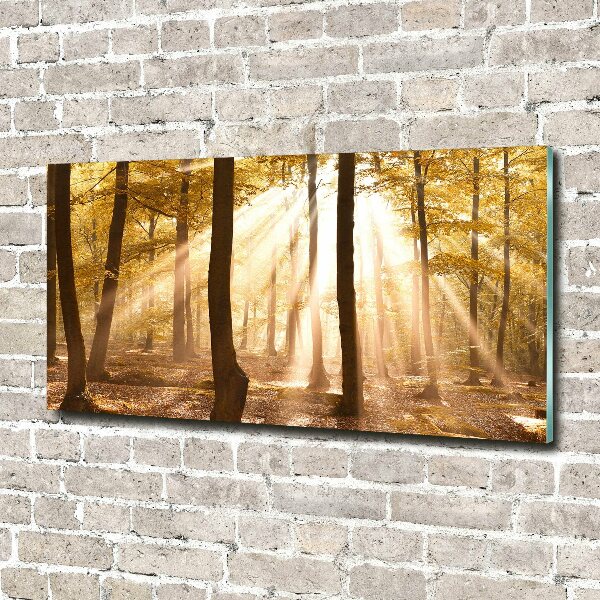 Acrylic print Forest in autumn