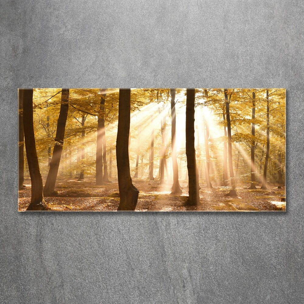 Acrylic print Forest in autumn