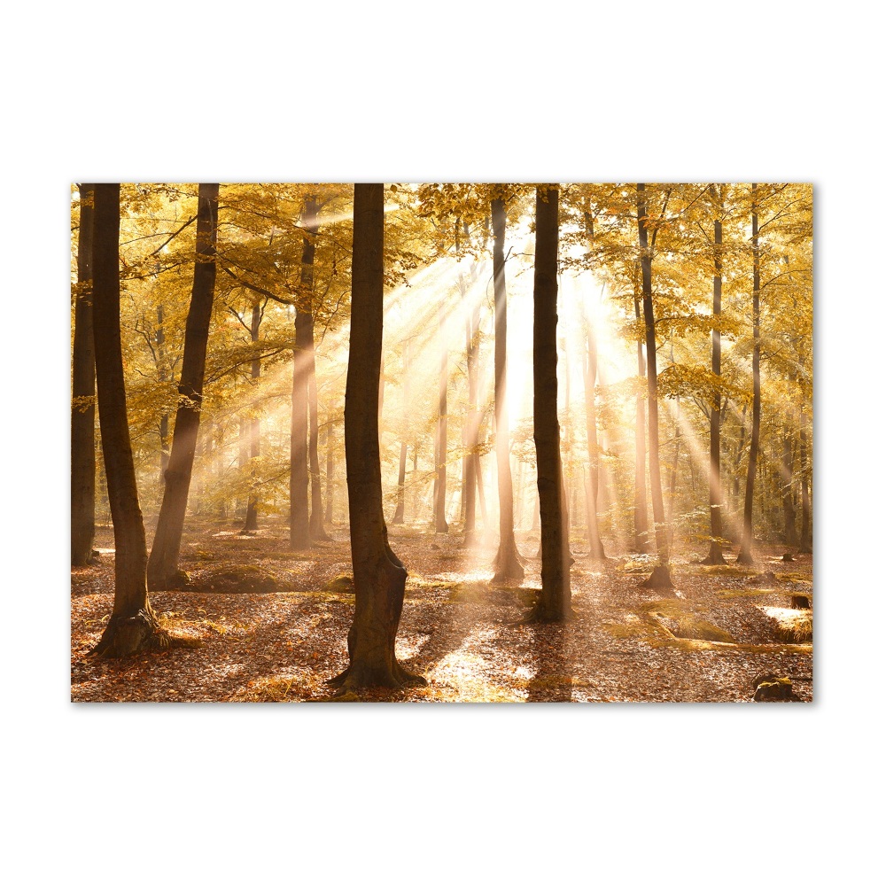 Acrylic print Forest in autumn