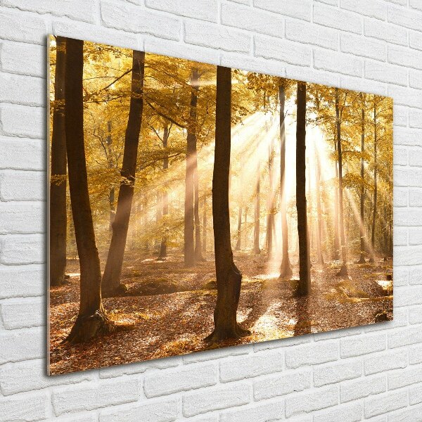 Acrylic print Forest in autumn