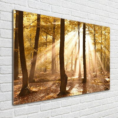 Acrylic print Forest in autumn