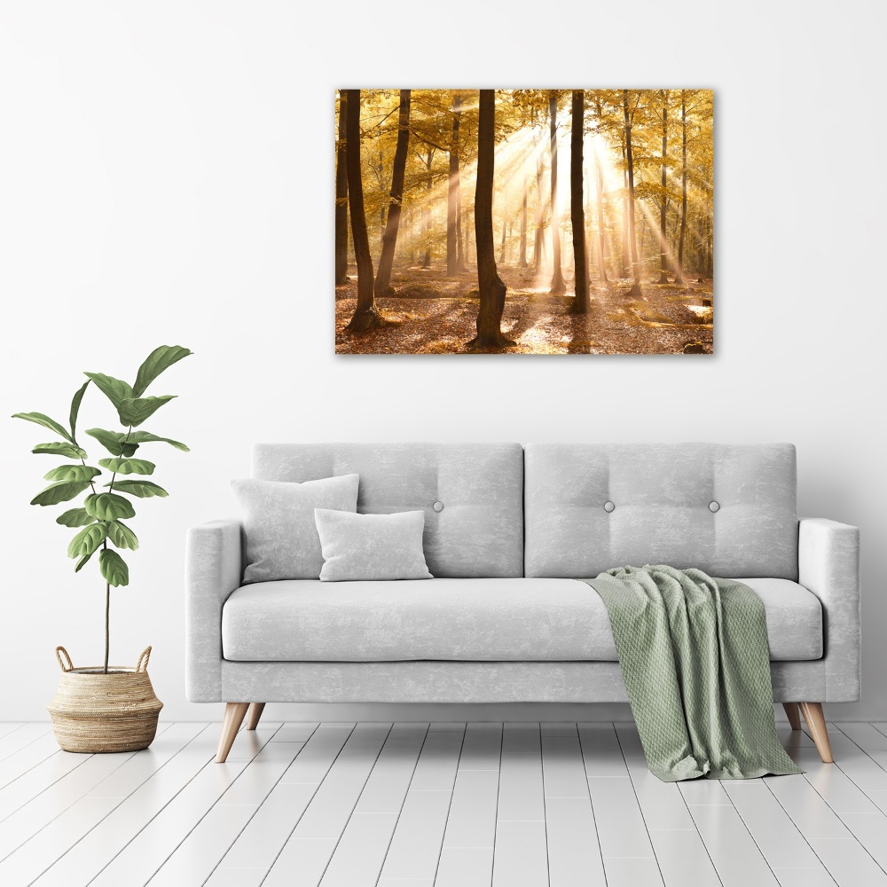 Acrylic print Forest in autumn