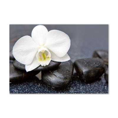 Acrylic wall picture Orchid