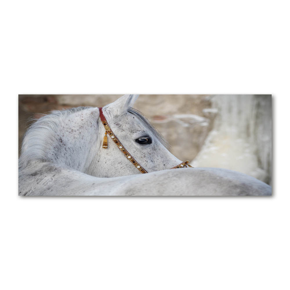 Wall art acrylic White Arabian horse