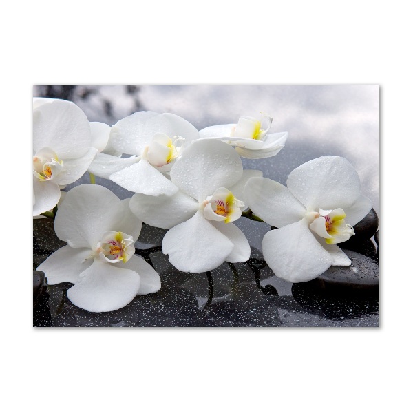 Acrylic wall picture Orchid