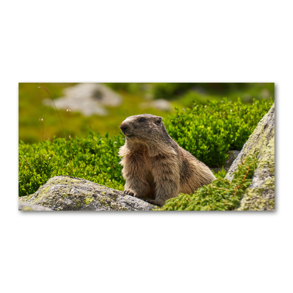 Wall art acrylic Tatra marmot