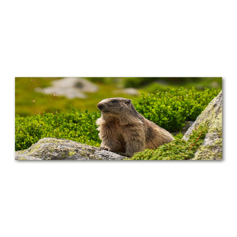 Wall art acrylic Tatra marmot