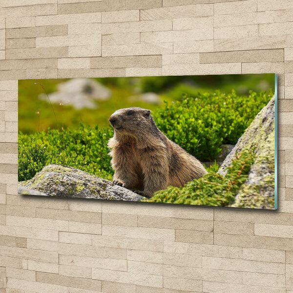 Wall art acrylic Tatra marmot