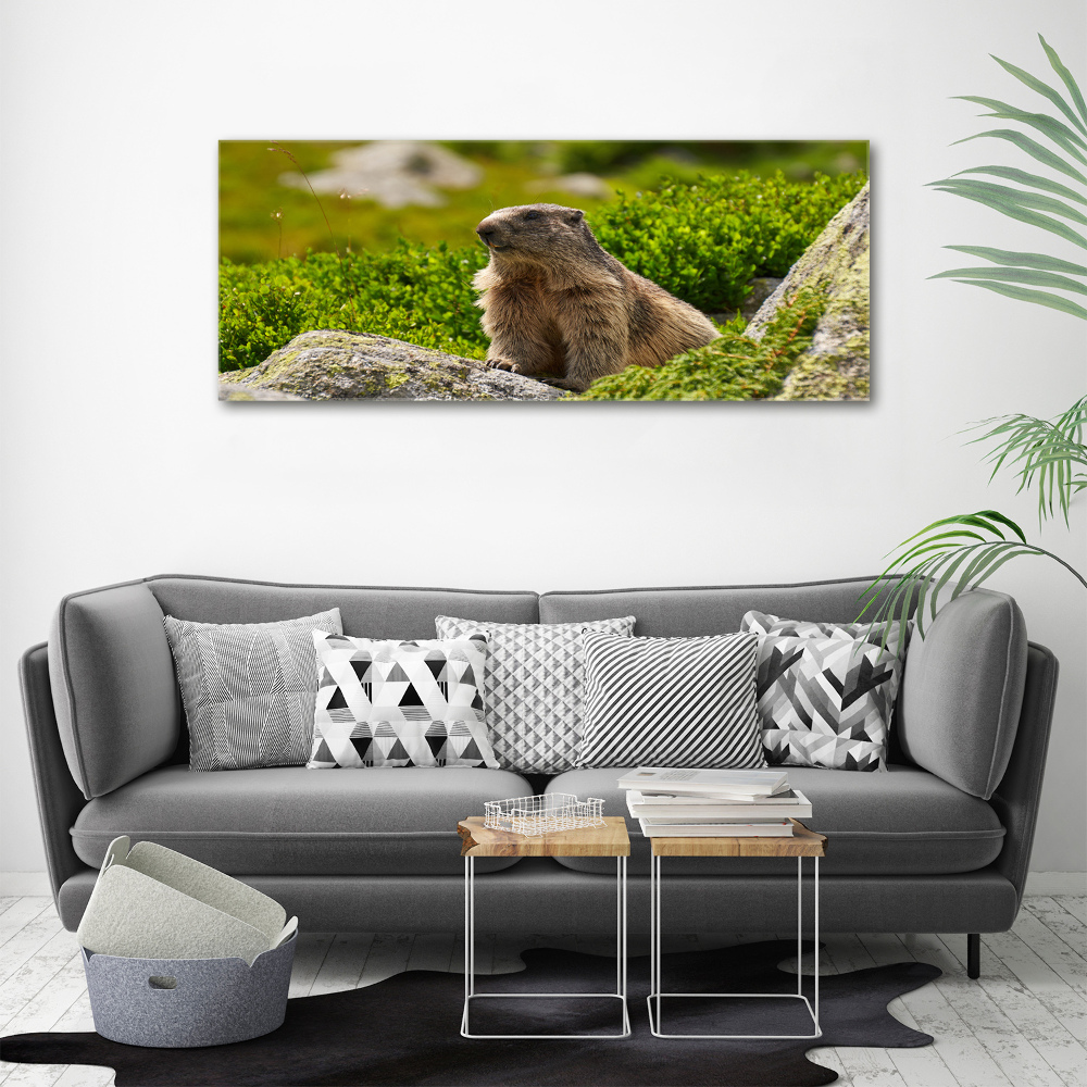 Wall art acrylic Tatra marmot