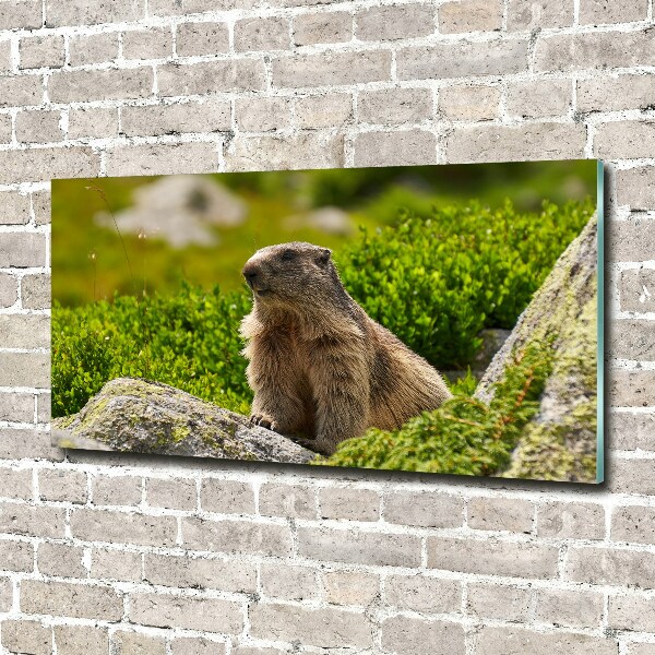 Wall art acrylic Tatra marmot