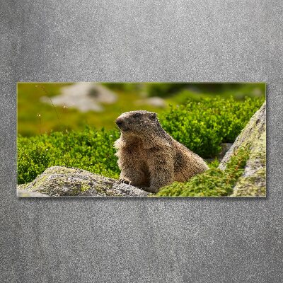 Wall art acrylic Tatra marmot