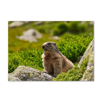 Wall art acrylic Tatra marmot