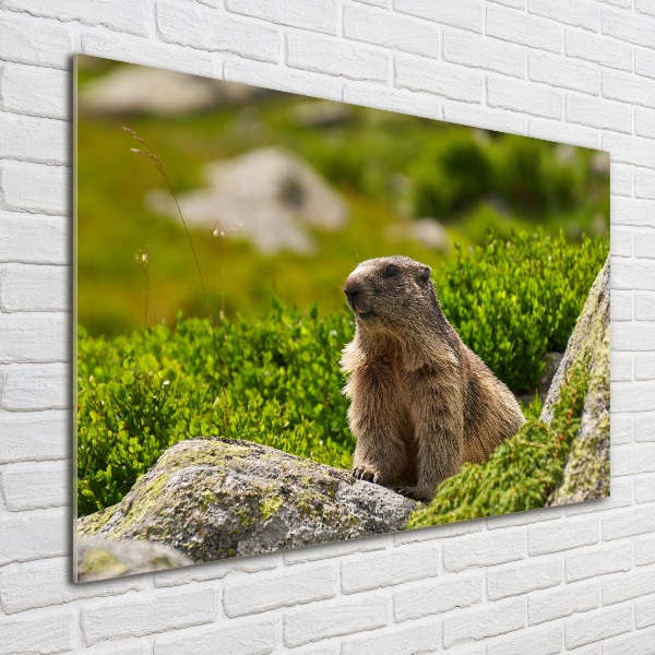 Wall art acrylic Tatra marmot