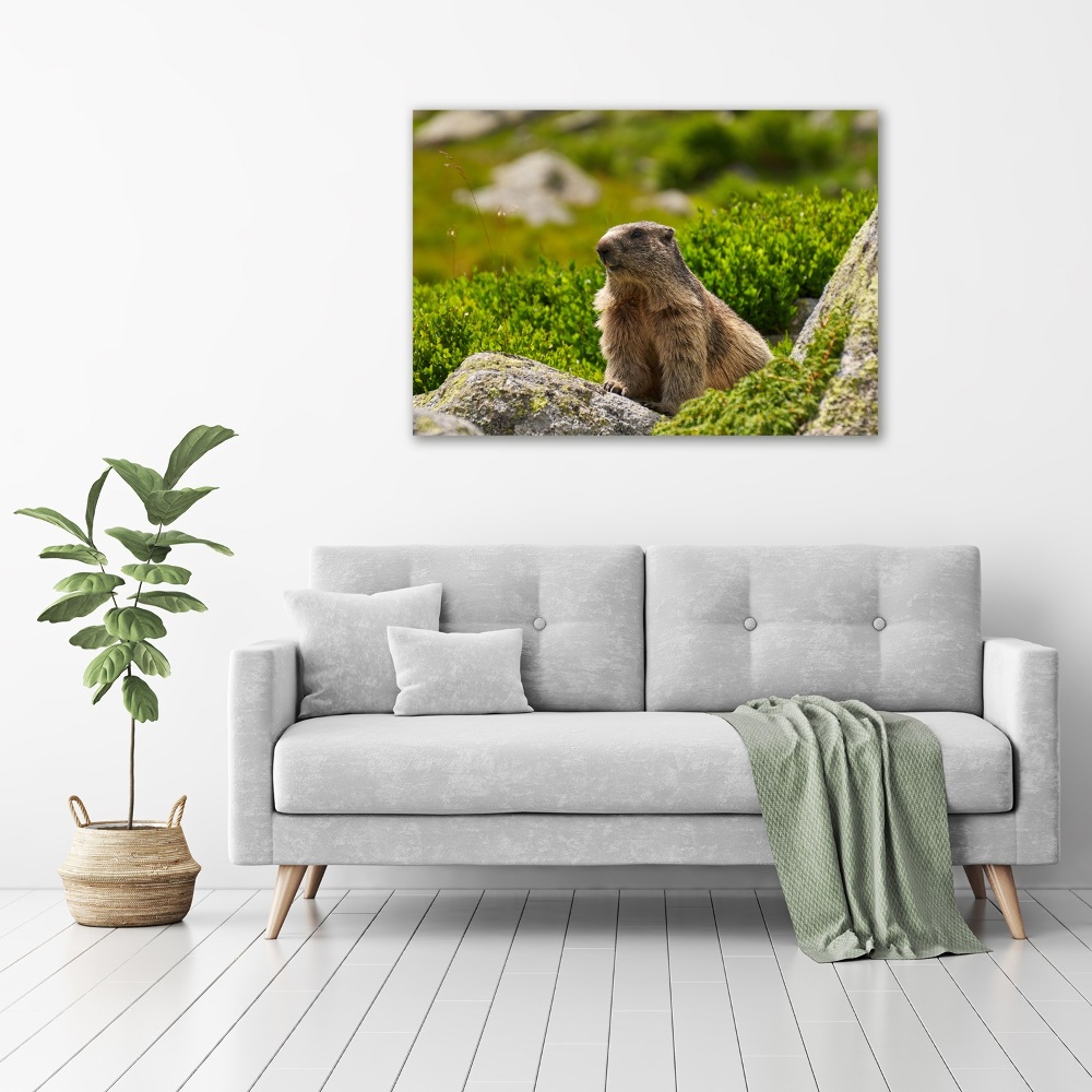 Wall art acrylic Tatra marmot