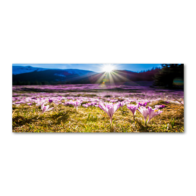 Glass acrylic wall art Crocuses in the clearing