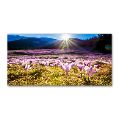 Glass acrylic wall art Crocuses in the clearing