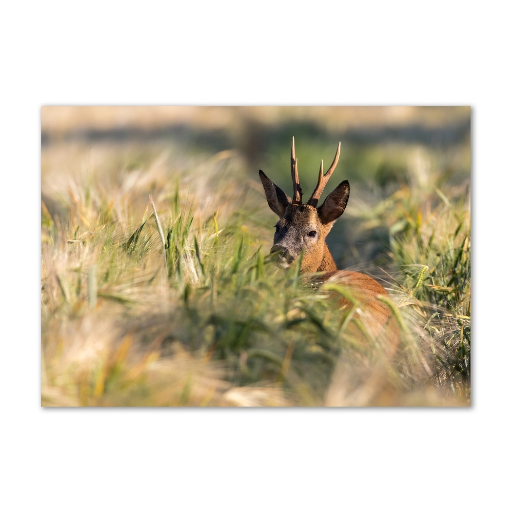 Acrylic wall art Deer in the field