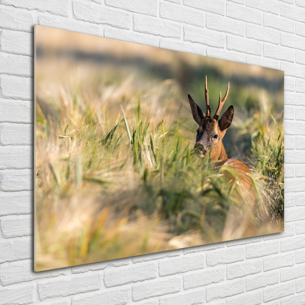 Acrylic wall art Deer in the field