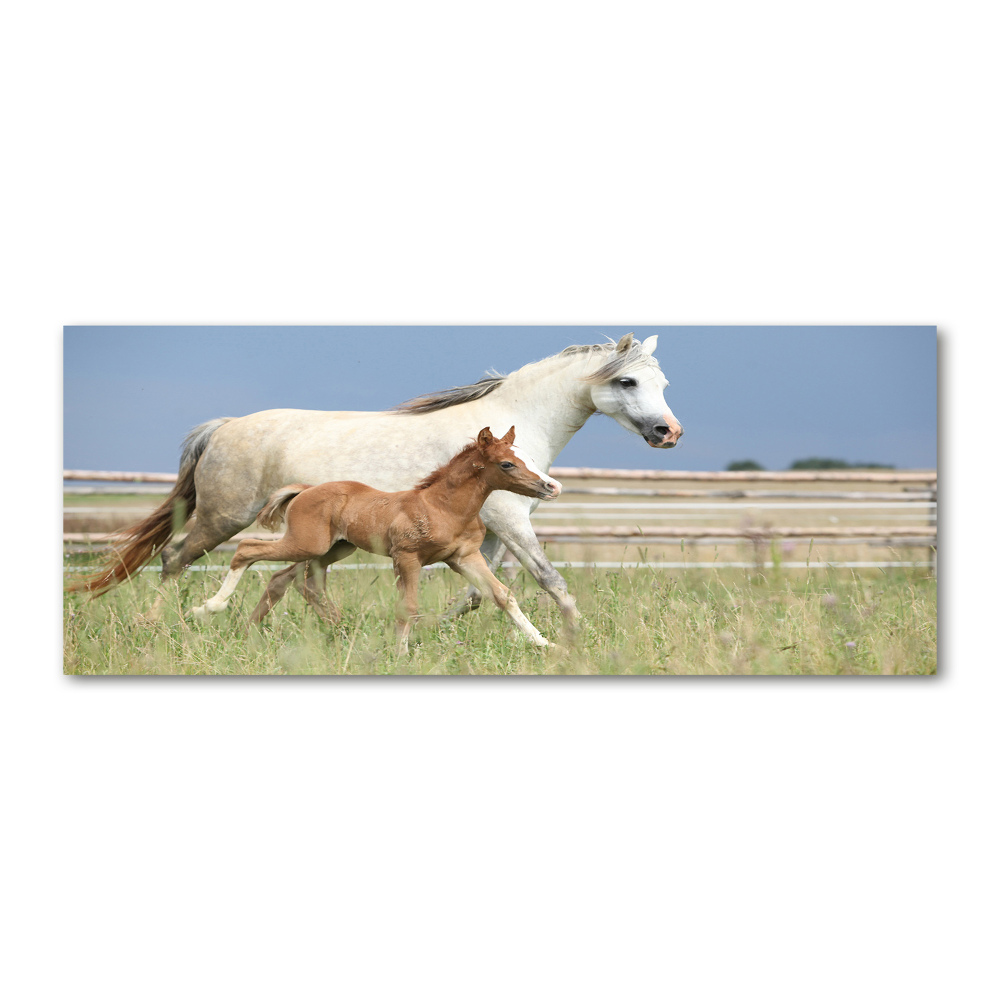 Acrylic wall art Mare with foal