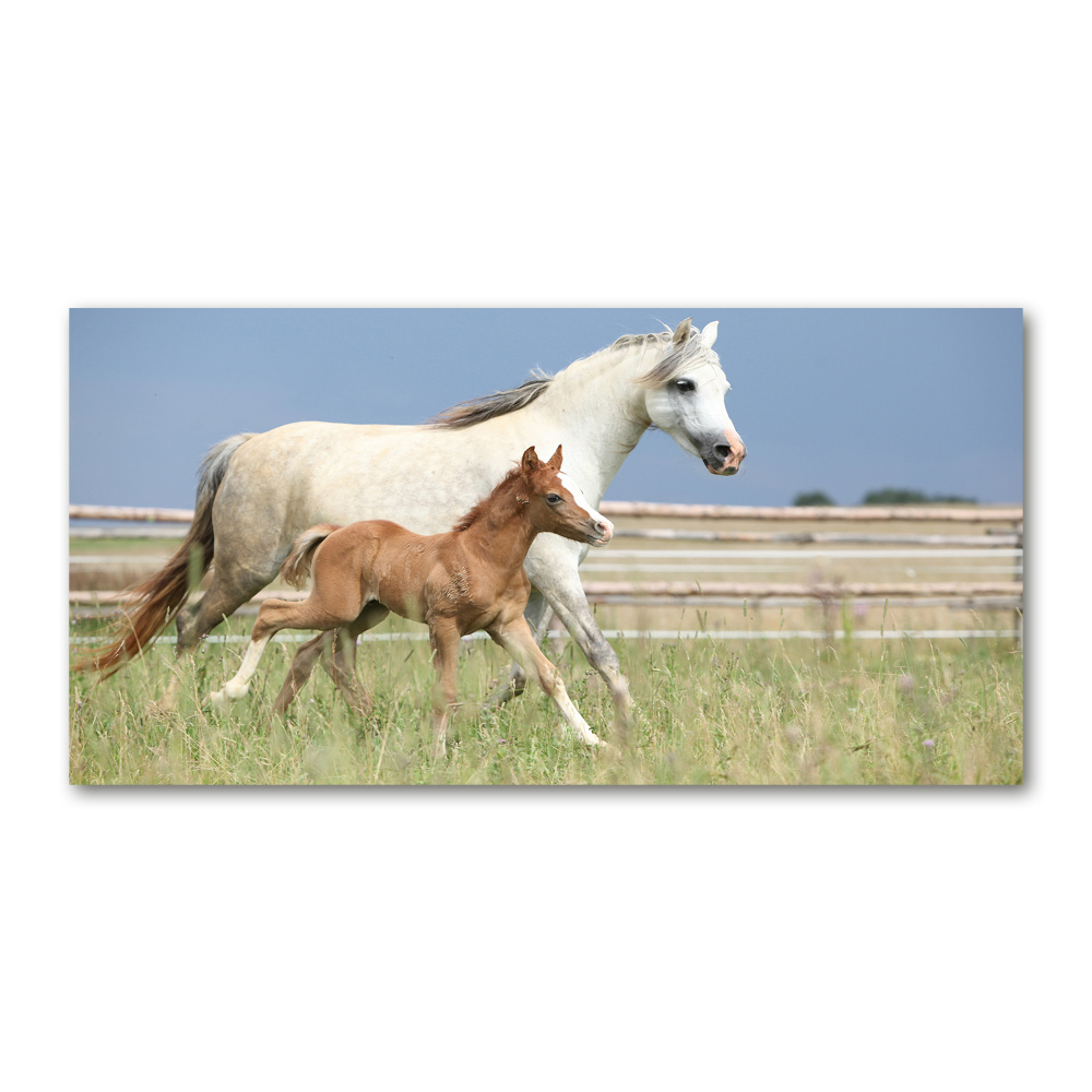 Acrylic wall art Mare with foal