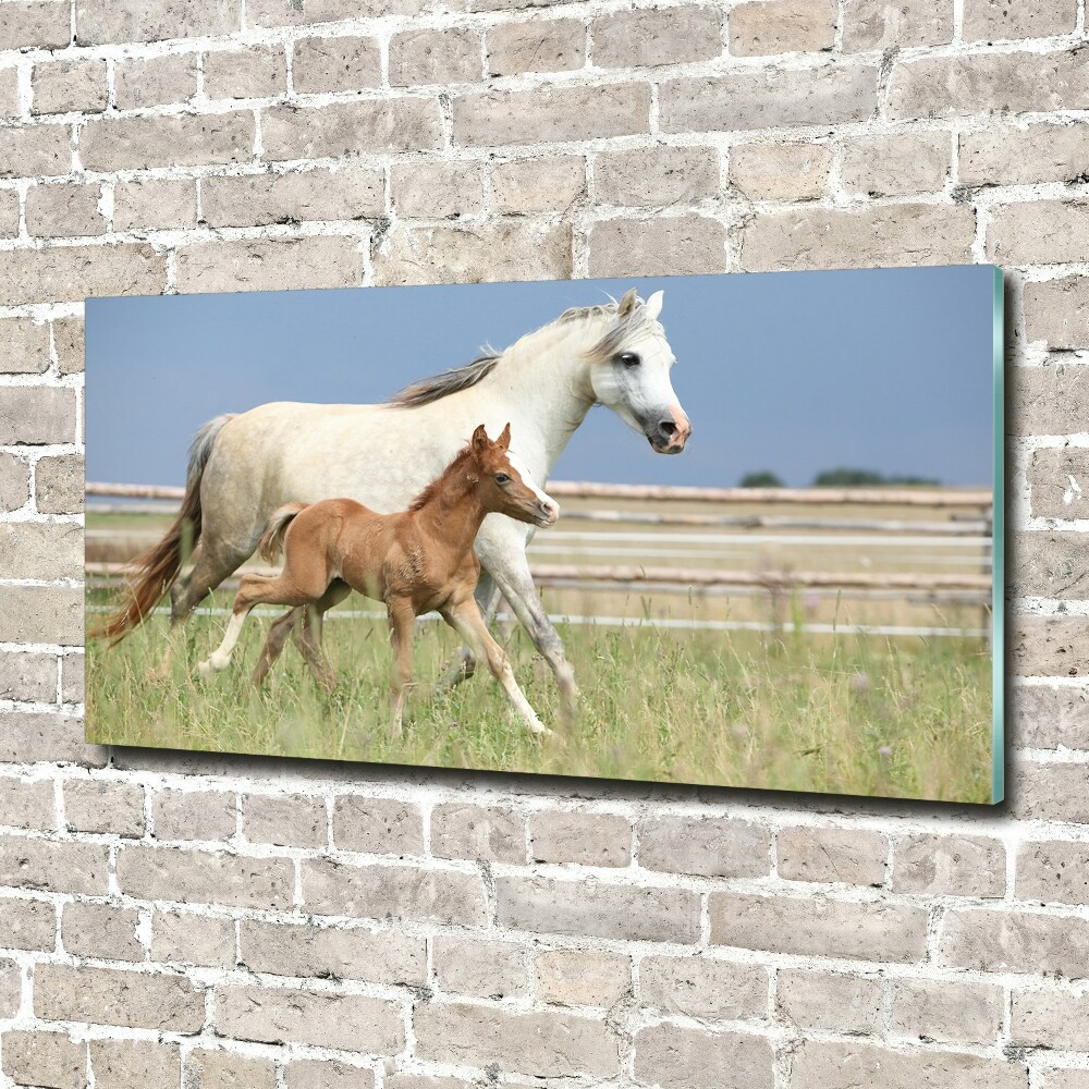 Acrylic wall art Mare with foal