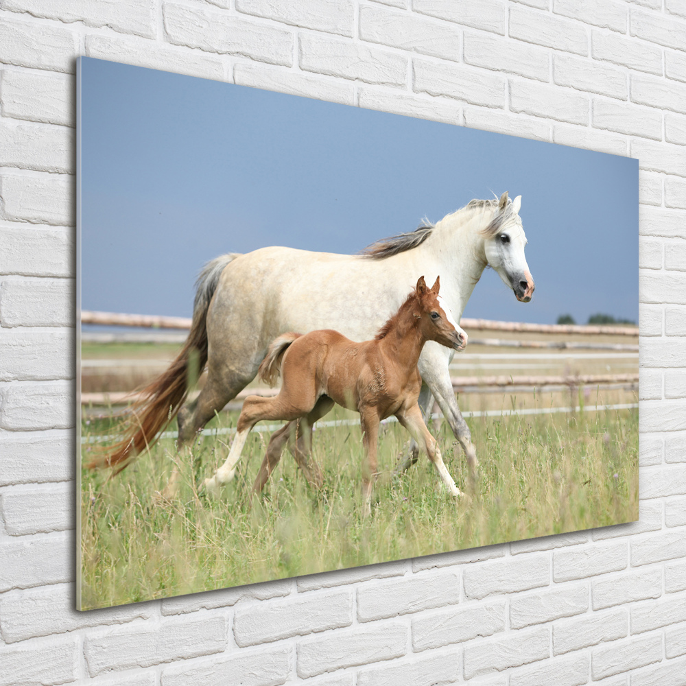 Acrylic wall art Mare with foal