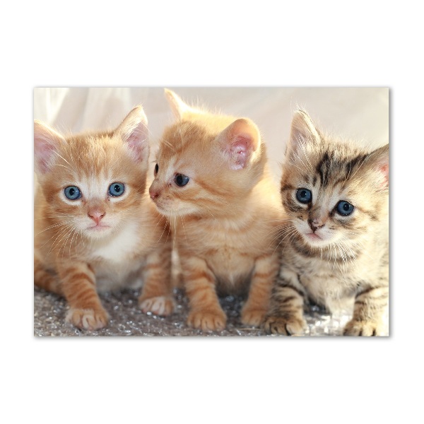 Wall art acrylic Little cats