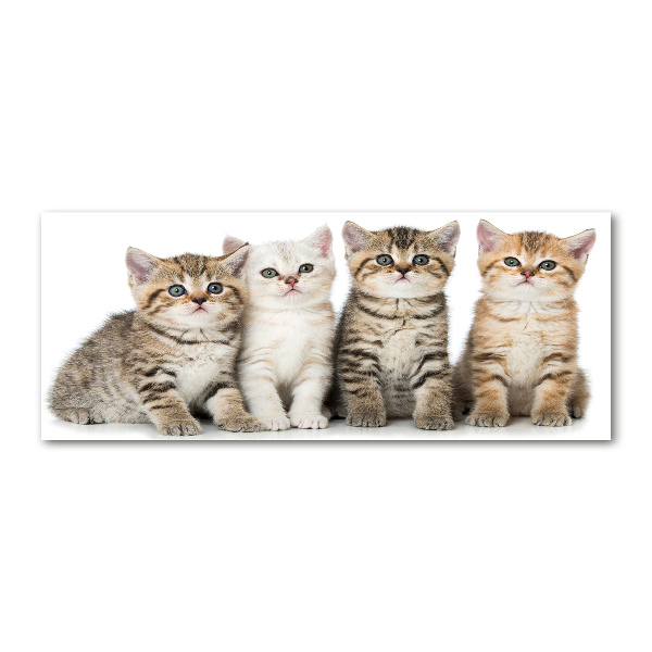 Wall art acrylic Little cats