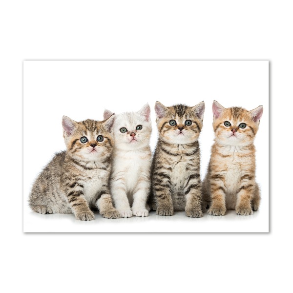 Wall art acrylic Little cats