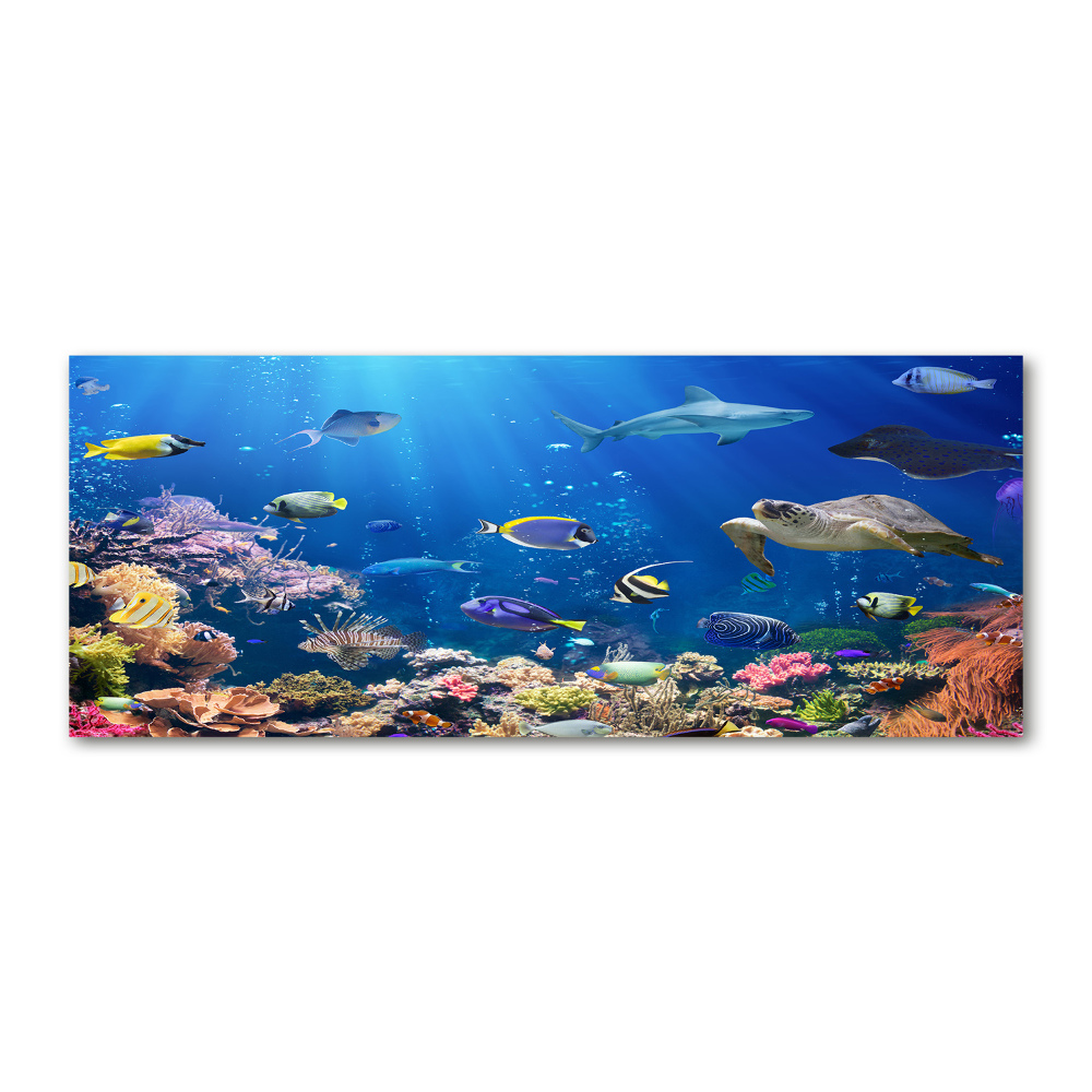 Acrylic wall art Coral reef