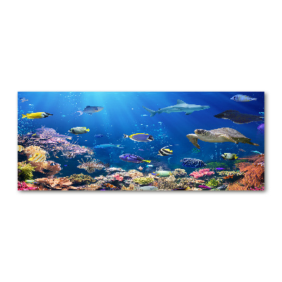 Acrylic wall art Coral reef