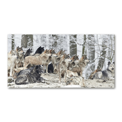 Print on acrylic Wolves in winter