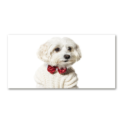 Print on acrylic Maltese in a bow tie