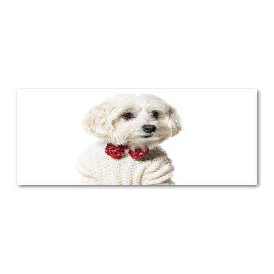 Print on acrylic Maltese in a bow tie