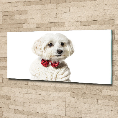 Print on acrylic Maltese in a bow tie