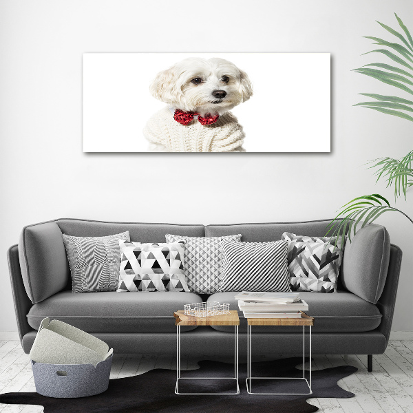 Print on acrylic Maltese in a bow tie