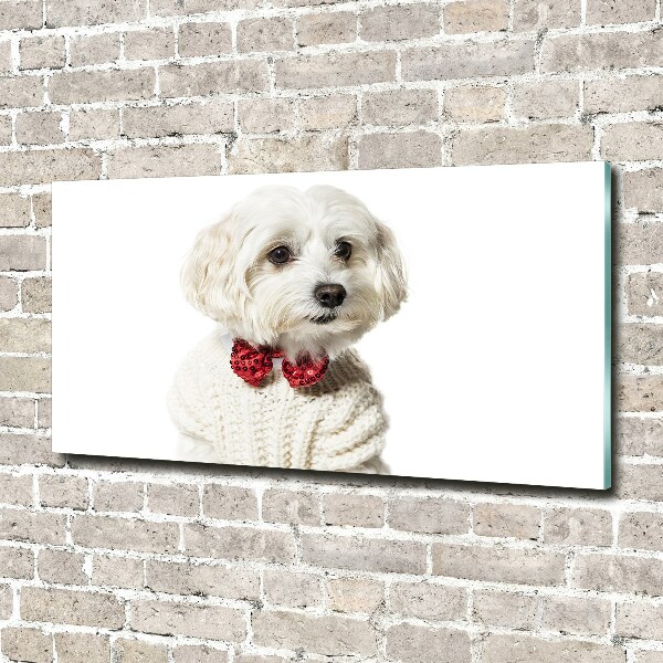 Print on acrylic Maltese in a bow tie